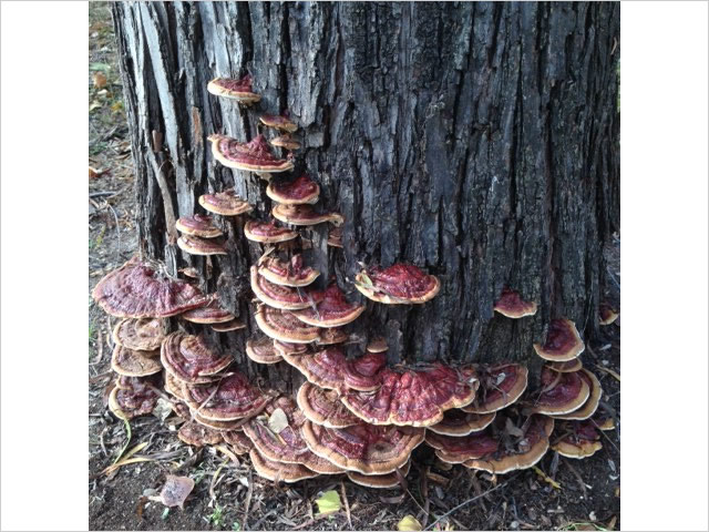 tree fungal infection in texas